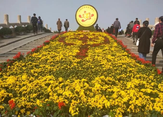 中國開封第37屆菊花文化節(jié)開幕!多彩活動等你來 中國開封第37屆菊花文化節(jié)開幕!多彩活動等你來