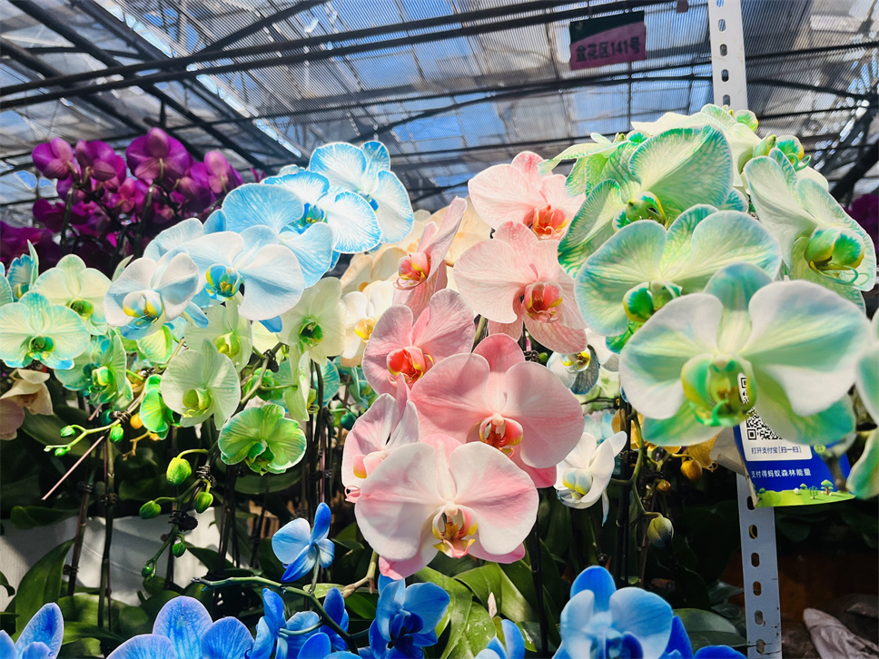 時(shí)尚弄潮兒--馬卡龍蝴蝶蘭