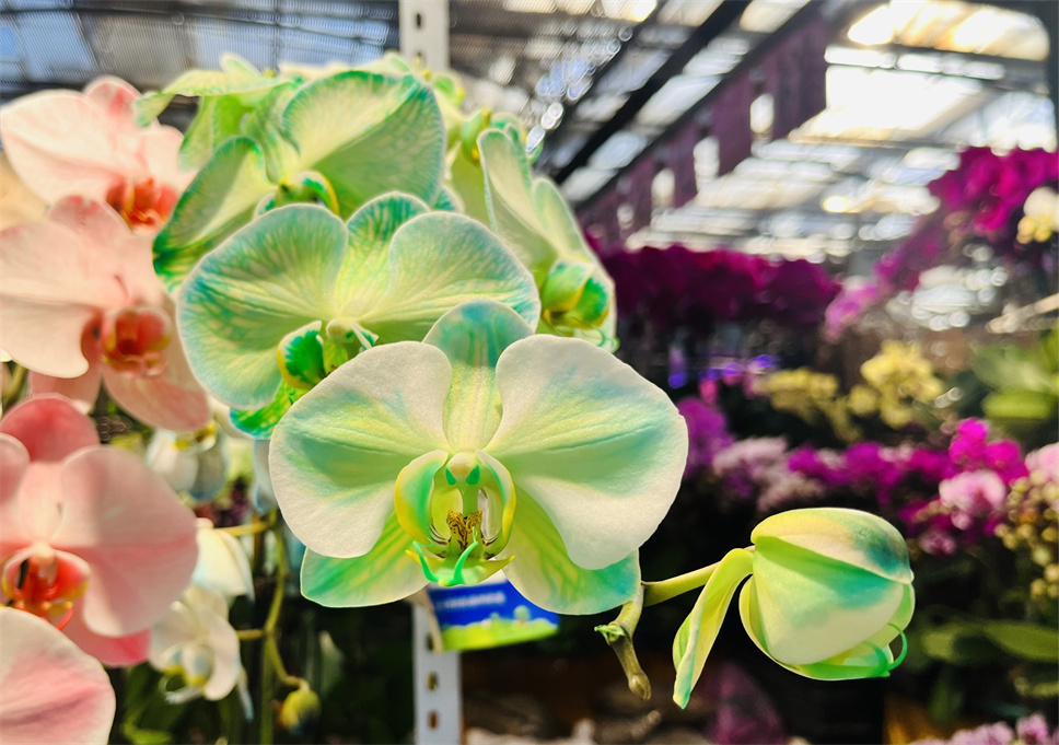 時(shí)尚弄潮兒--馬卡龍蝴蝶蘭