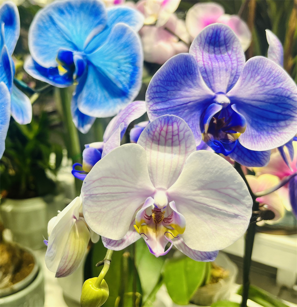 時(shí)尚弄潮兒--馬卡龍蝴蝶蘭