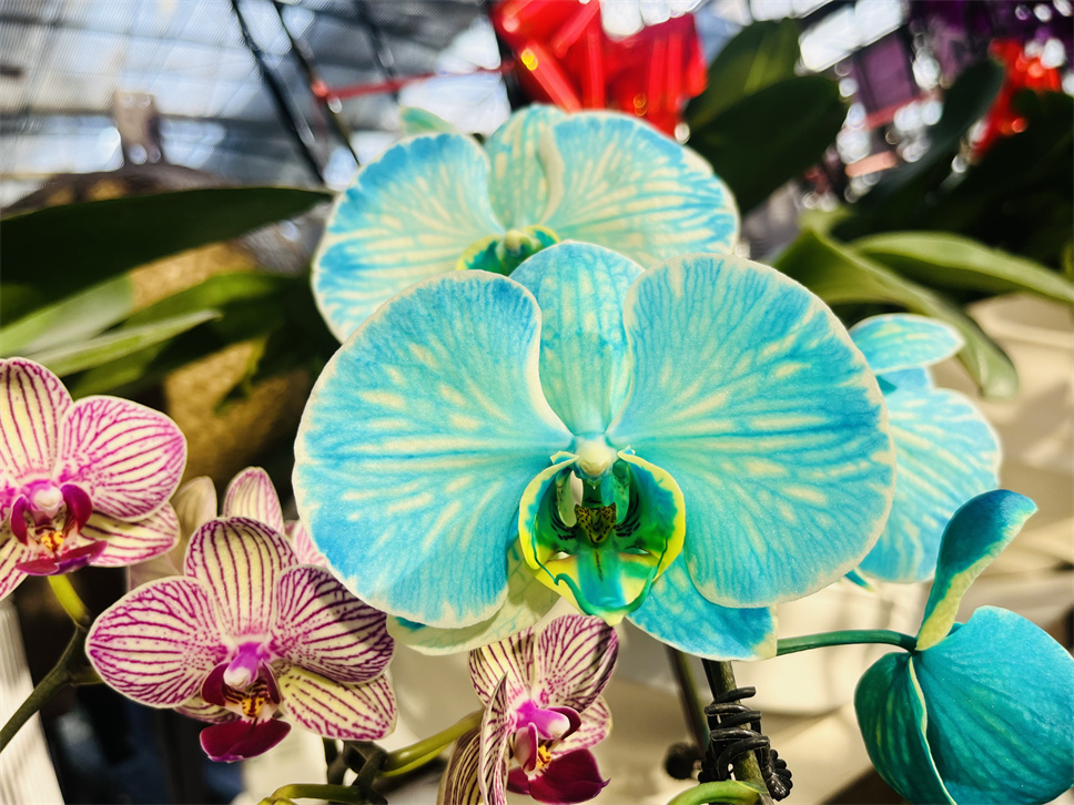 時(shí)尚弄潮兒--馬卡龍蝴蝶蘭