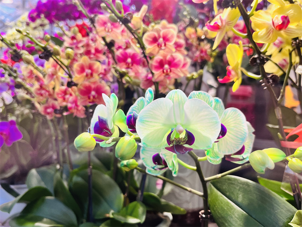 時(shí)尚弄潮兒--馬卡龍蝴蝶蘭