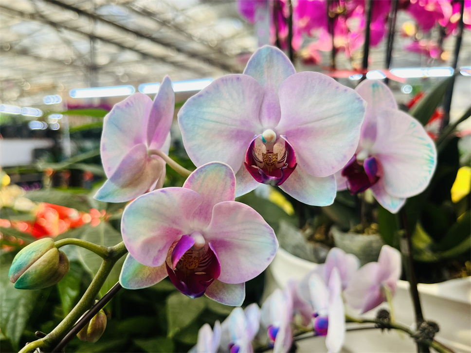 時(shí)尚弄潮兒--馬卡龍蝴蝶蘭