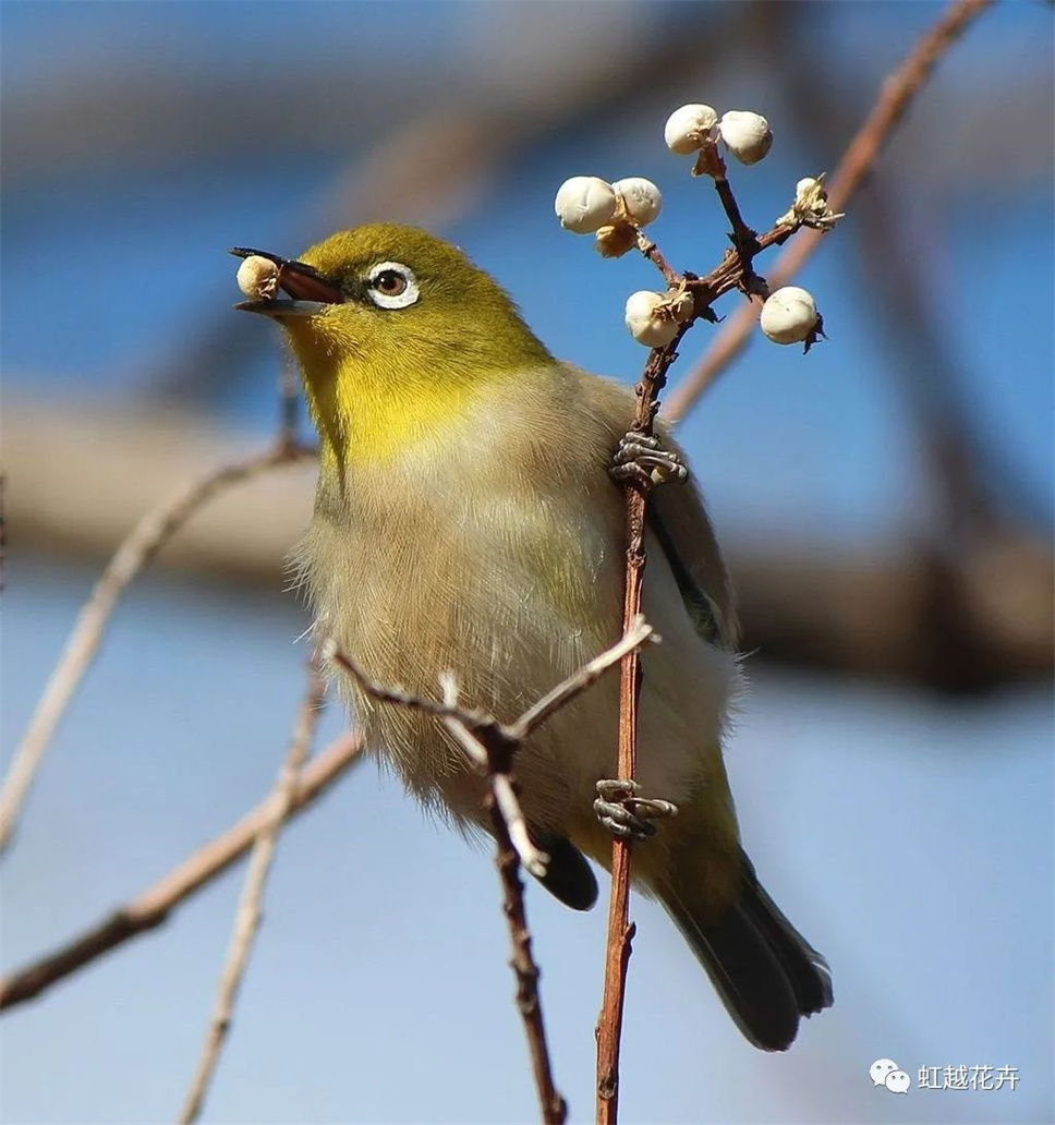 當之無愧最美秋樹，如上帝打翻調(diào)色盤！