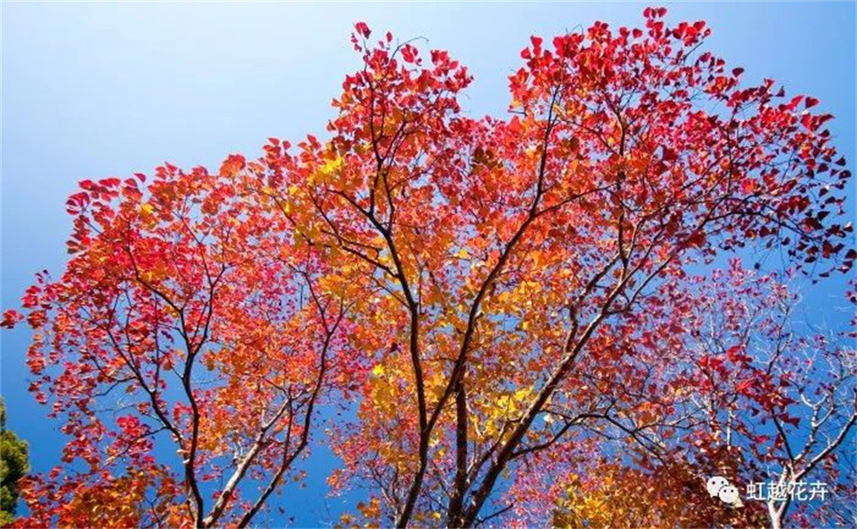 當之無愧最美秋樹，如上帝打翻調(diào)色盤！