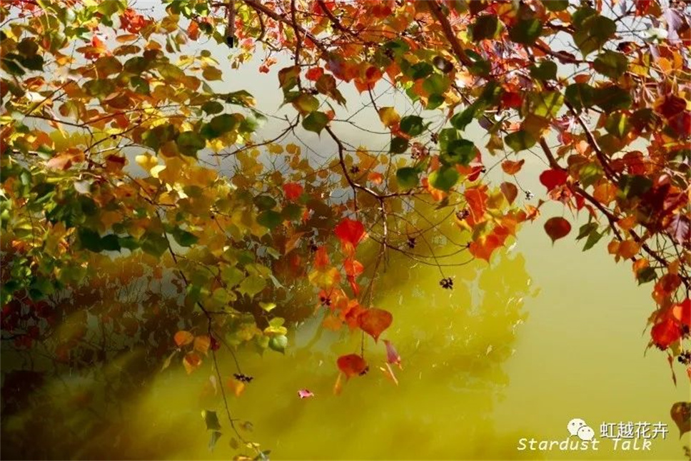 當之無愧最美秋樹，如上帝打翻調(diào)色盤！