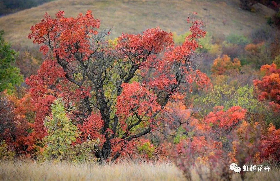 當之無愧最美秋樹，如上帝打翻調(diào)色盤！