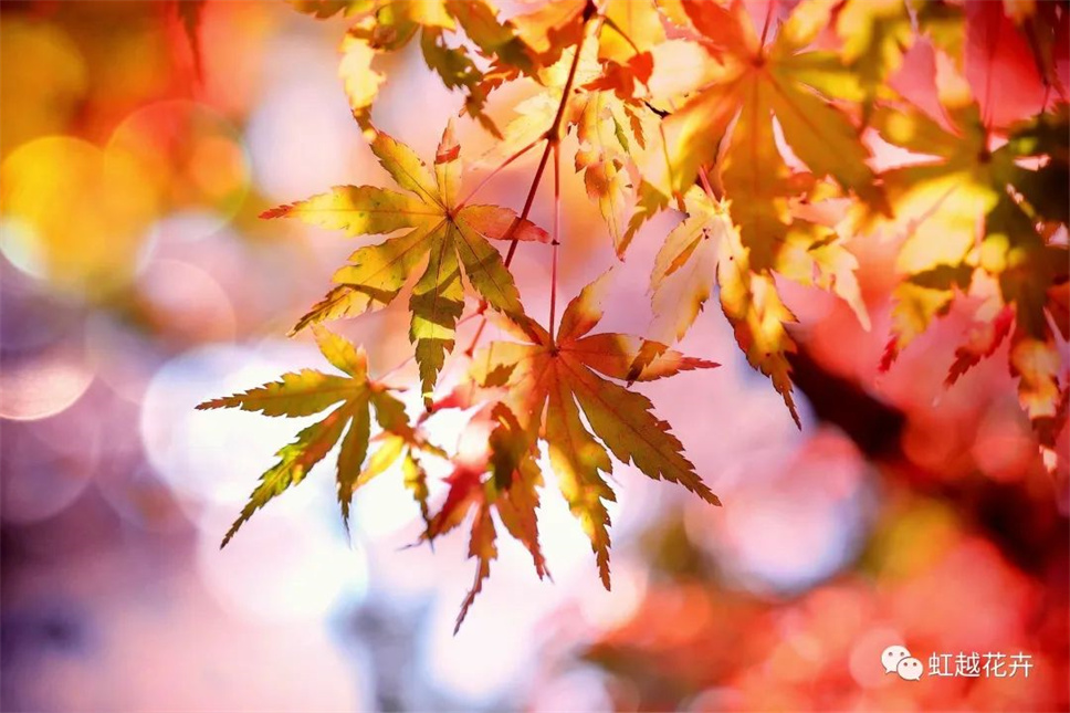 當之無愧最美秋樹，如上帝打翻調(diào)色盤！