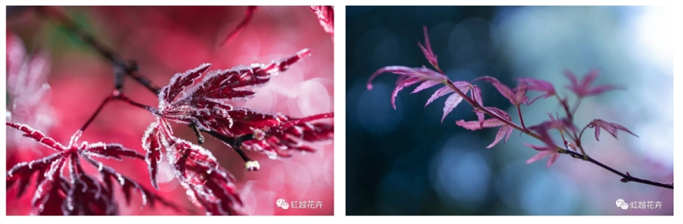 當之無愧最美秋樹，如上帝打翻調(diào)色盤！