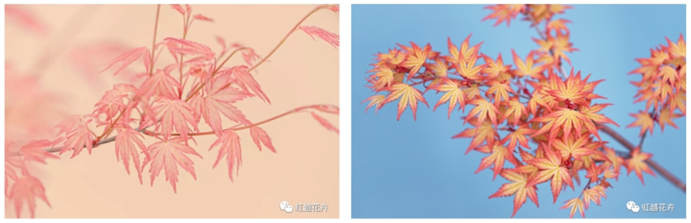 當之無愧最美秋樹，如上帝打翻調(diào)色盤！