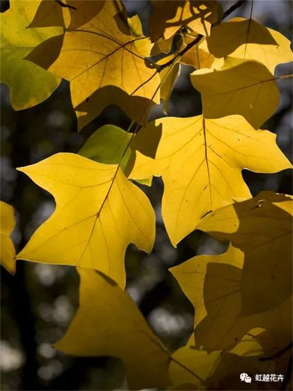 當之無愧最美秋樹，如上帝打翻調(diào)色盤！