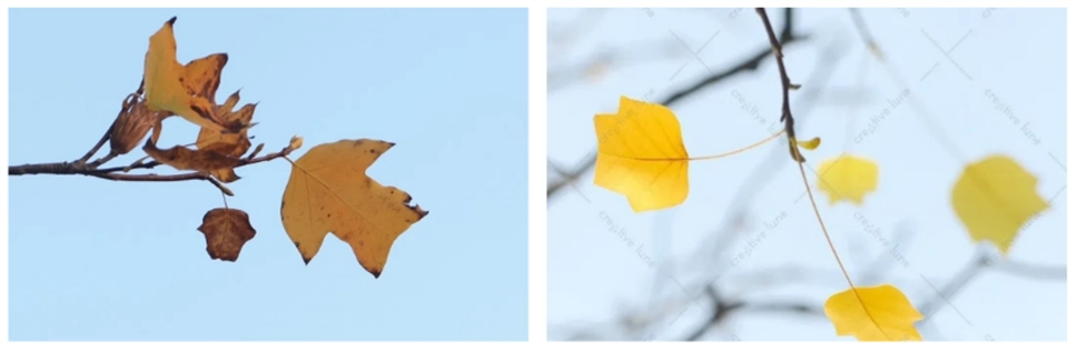 當之無愧最美秋樹，如上帝打翻調(diào)色盤！