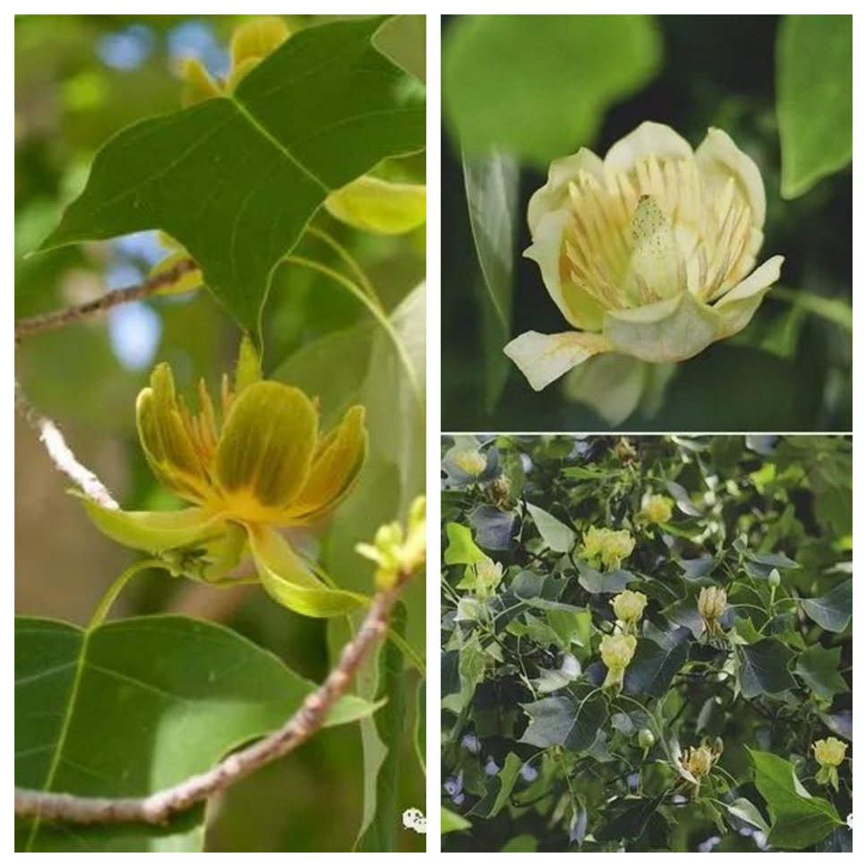 當之無愧最美秋樹，如上帝打翻調(diào)色盤！