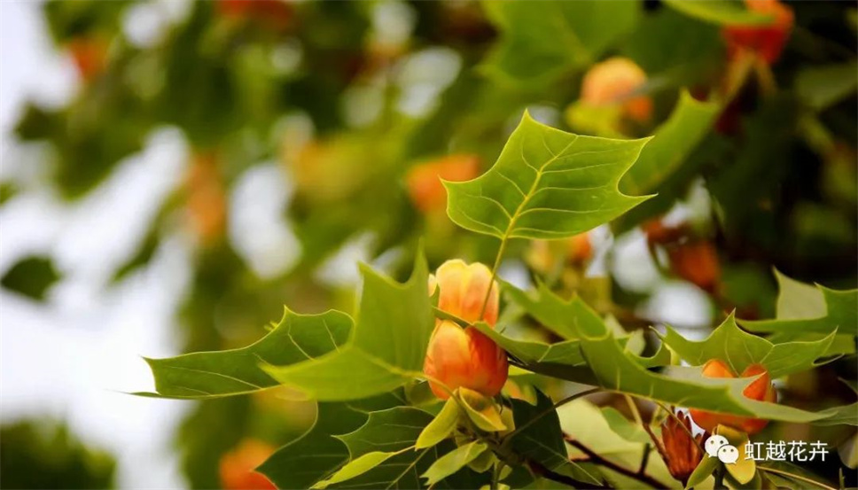 當之無愧最美秋樹，如上帝打翻調(diào)色盤！