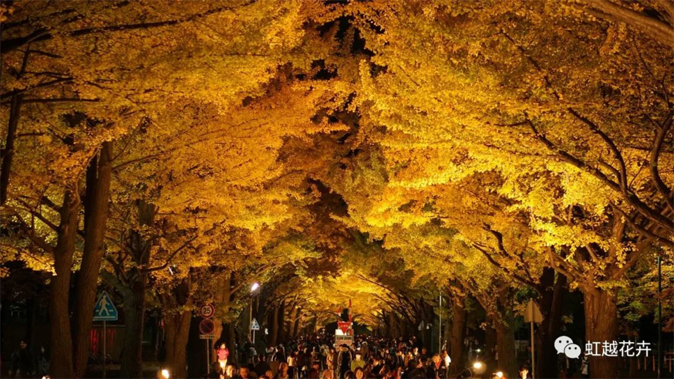 當之無愧最美秋樹，如上帝打翻調(diào)色盤！