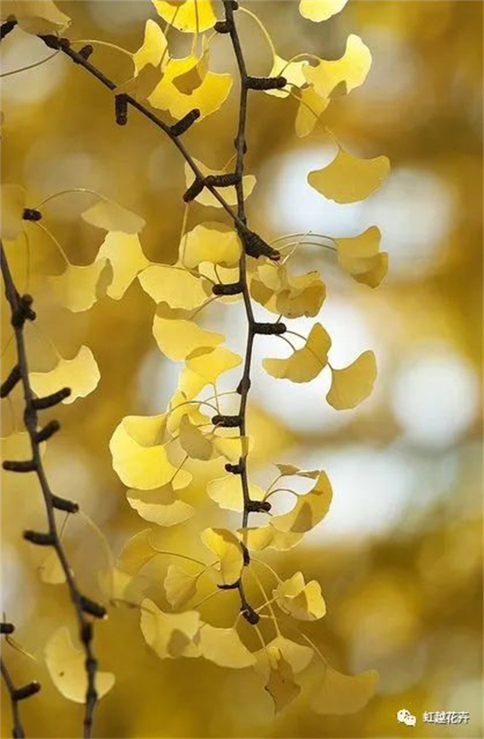 當之無愧最美秋樹，如上帝打翻調(diào)色盤！