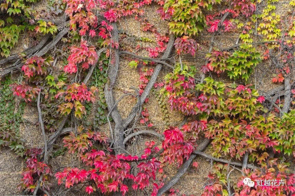 當之無愧最美秋樹，如上帝打翻調(diào)色盤！