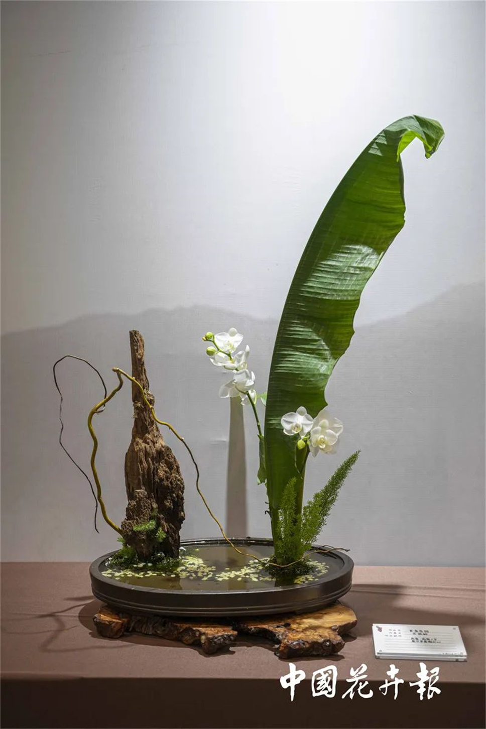 【采薇專欄】傳統(tǒng)插花要破圈兒？17個(gè)流派、名師的200個(gè)作品點(diǎn)亮南京“最美花展”