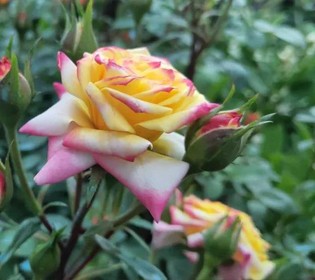 【國基路交易市場】--月季海洋