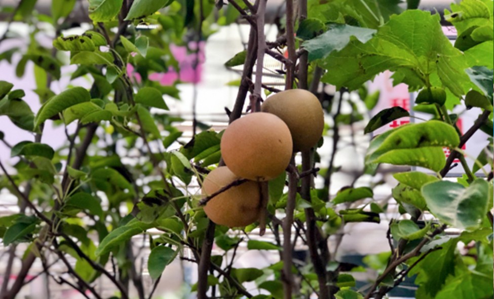 香梨 檸檬 蘋果