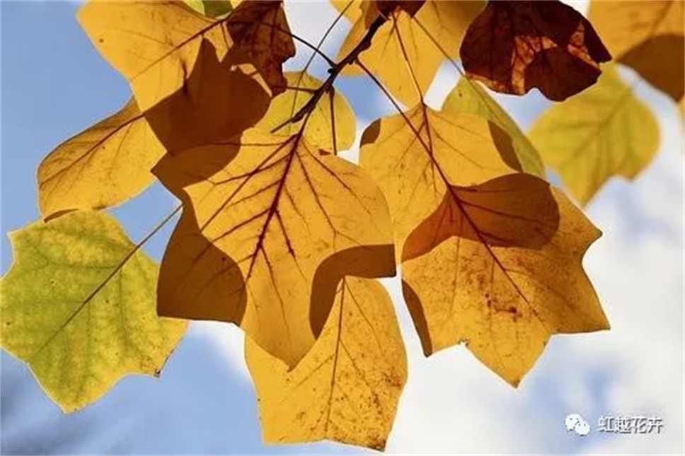 當(dāng)之無(wú)愧最美秋樹，如上帝打翻調(diào)色盤！